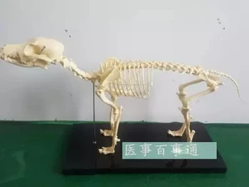 Модель скелета собаки длиной 0,64 М модель образца скелета собаки